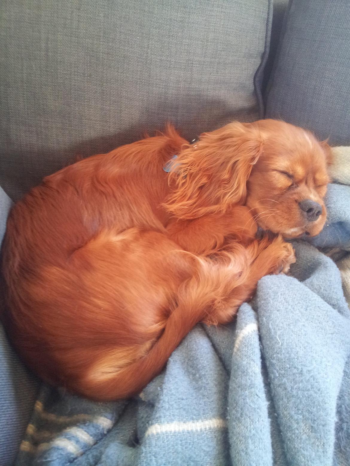 Cavalier king charles spaniel Morgan billede 4