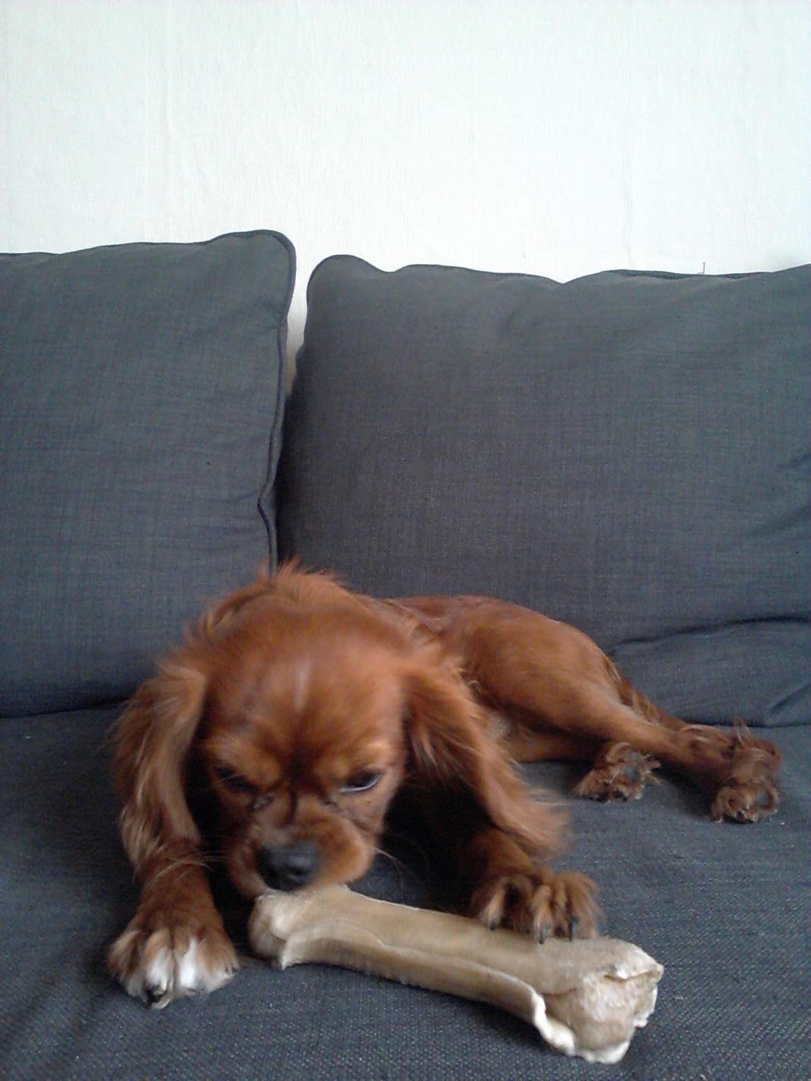 Cavalier king charles spaniel Morgan billede 5