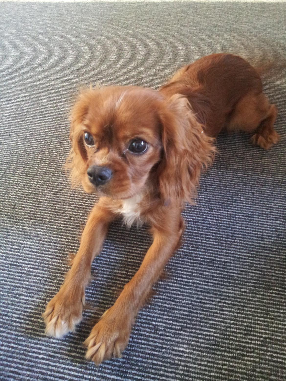 Cavalier king charles spaniel Morgan billede 6