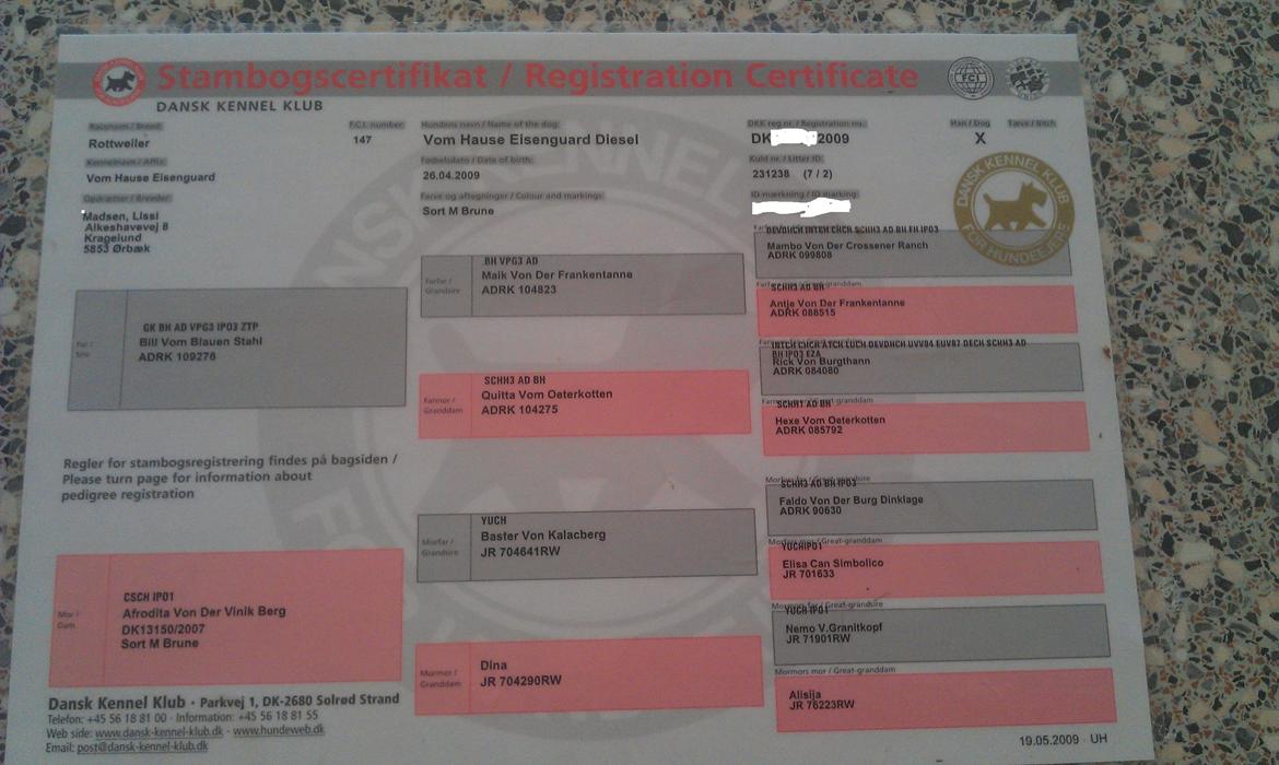 Rottweiler Vom Hause Eisengaurd Diesel billede 10