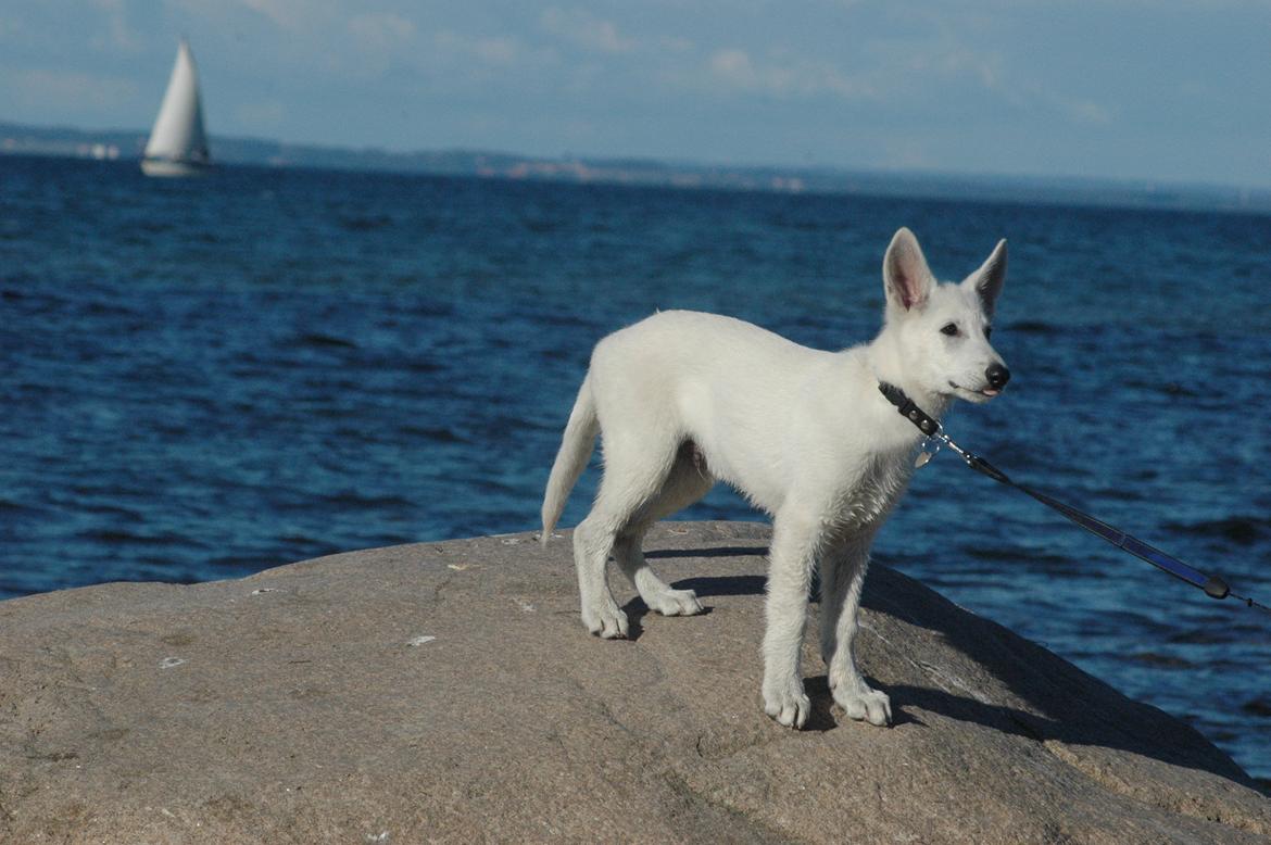 Hvid Schweizisk Hyrdehund Canto *R.I.P. Februar 2013 ;(* - August 2012 billede 16