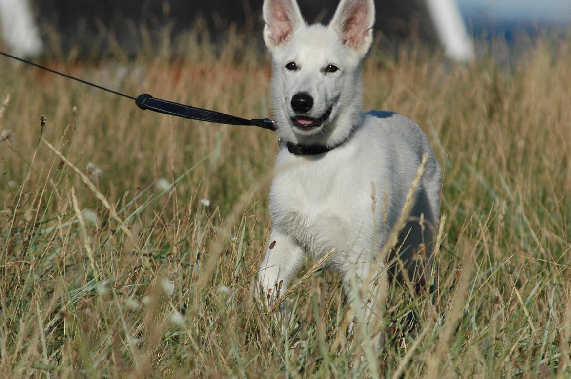 Hvid Schweizisk Hyrdehund Canto *R.I.P. Februar 2013 ;(* - August 2012 billede 17
