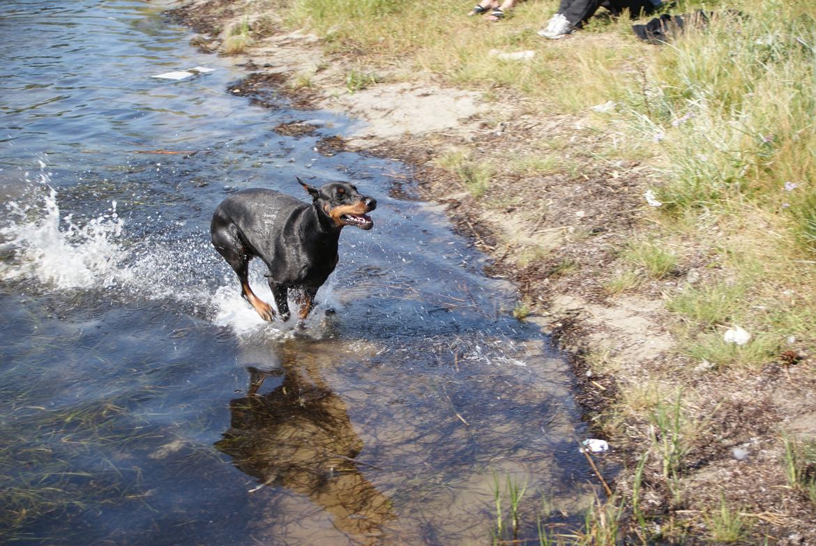 Dobermann Legrant Land Bohema Born billede 11