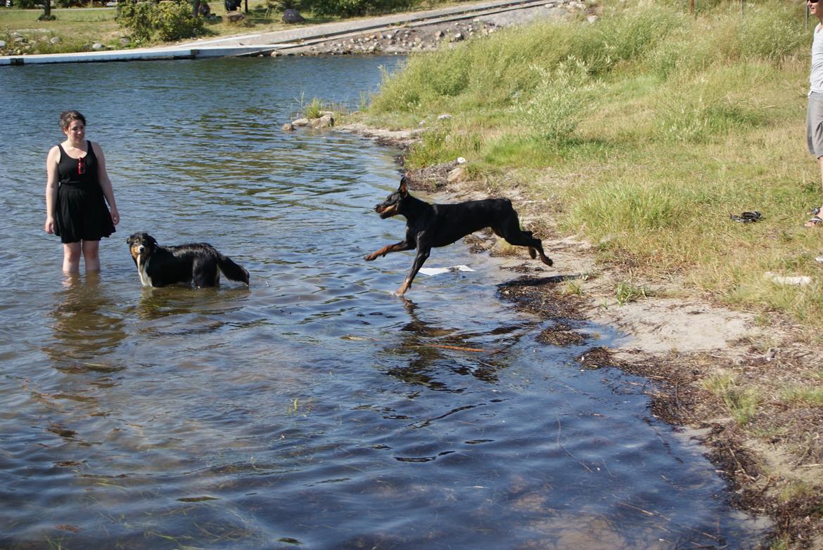 Dobermann Legrant Land Bohema Born billede 10