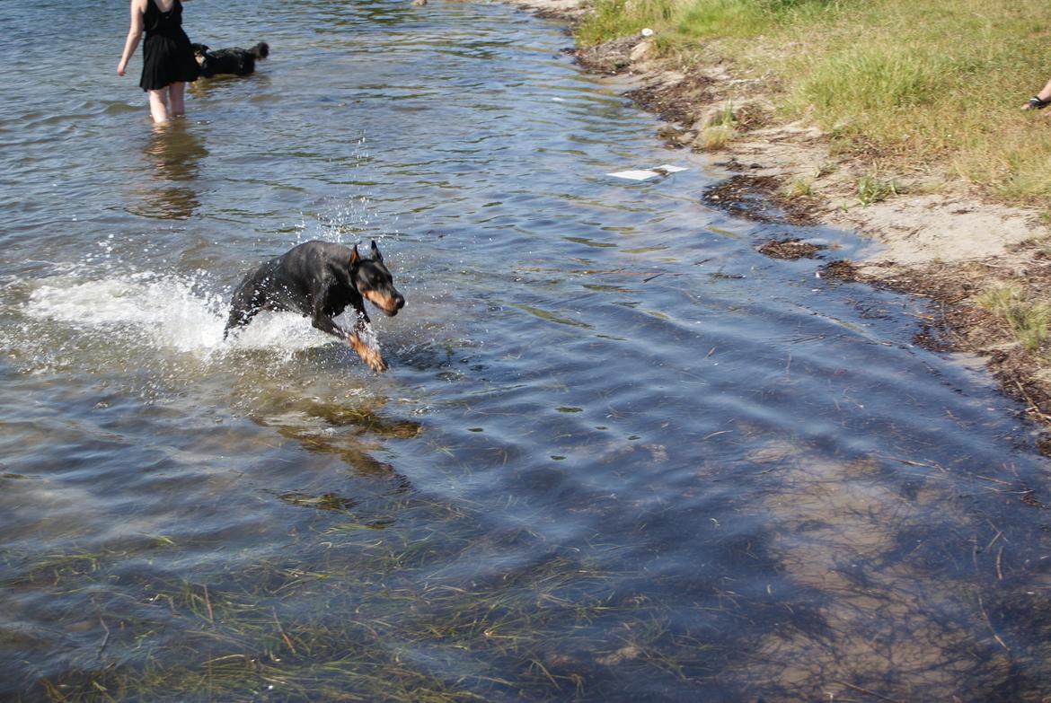 Dobermann Legrant Land Bohema Born billede 12