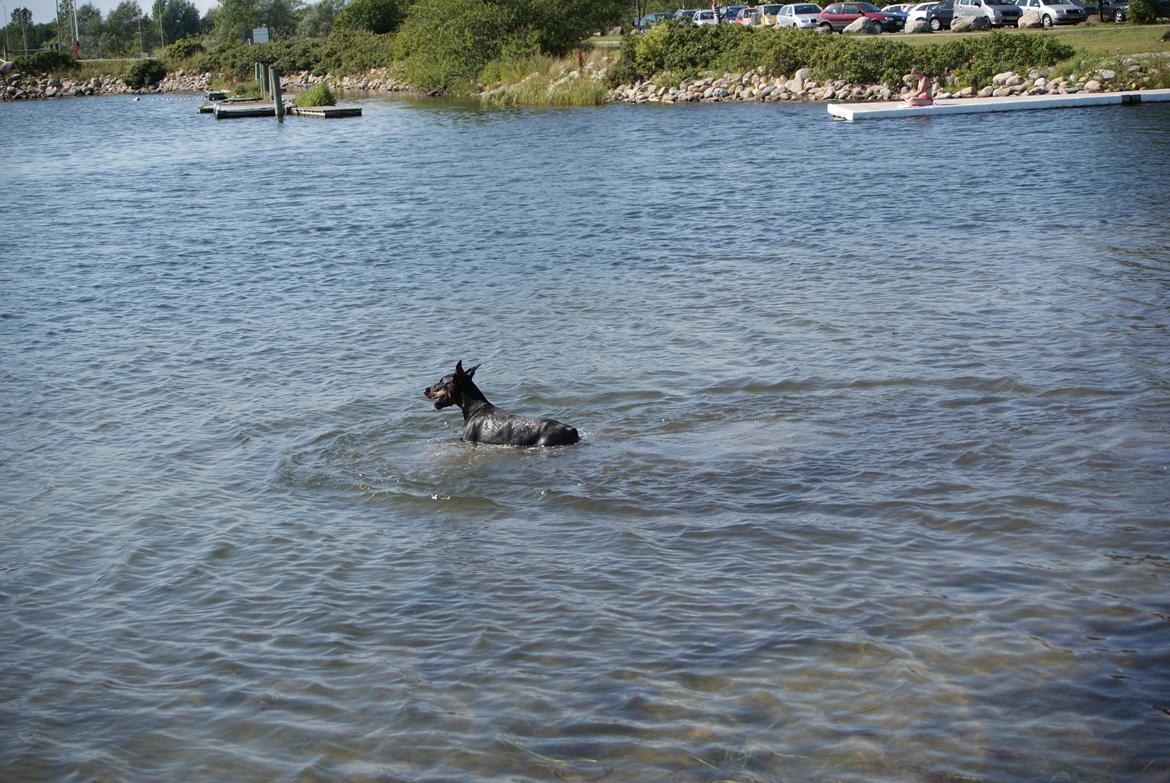 Dobermann Legrant Land Bohema Born billede 13