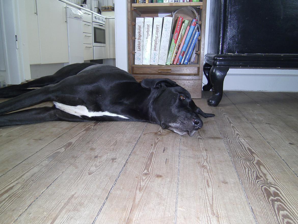 Blanding af racer Holger *Himmelhund* - Kaptajn Gråskæg tager en slapper billede 11