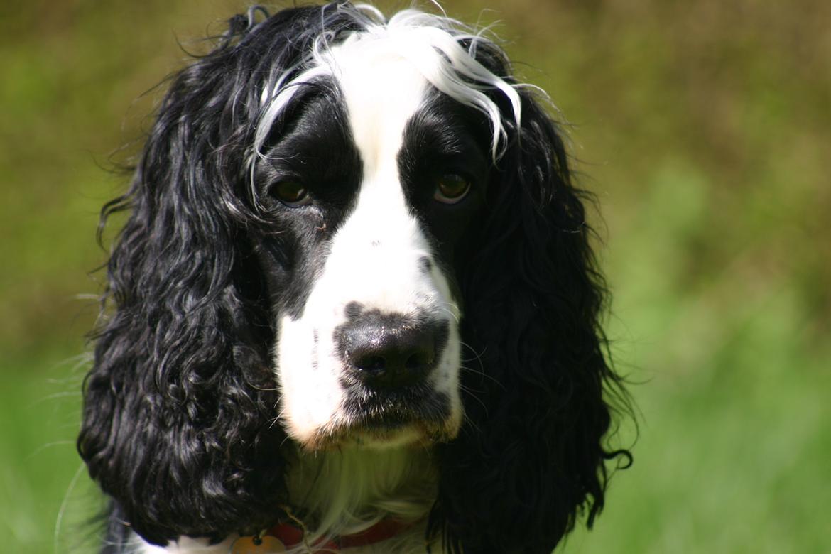 Cocker spaniel Lady billede 1