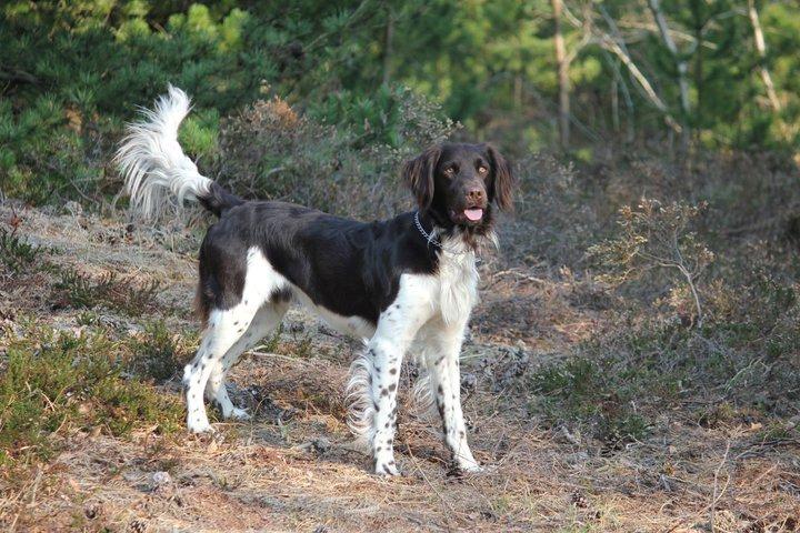 Kleiner münsterländer Zanto billede 20