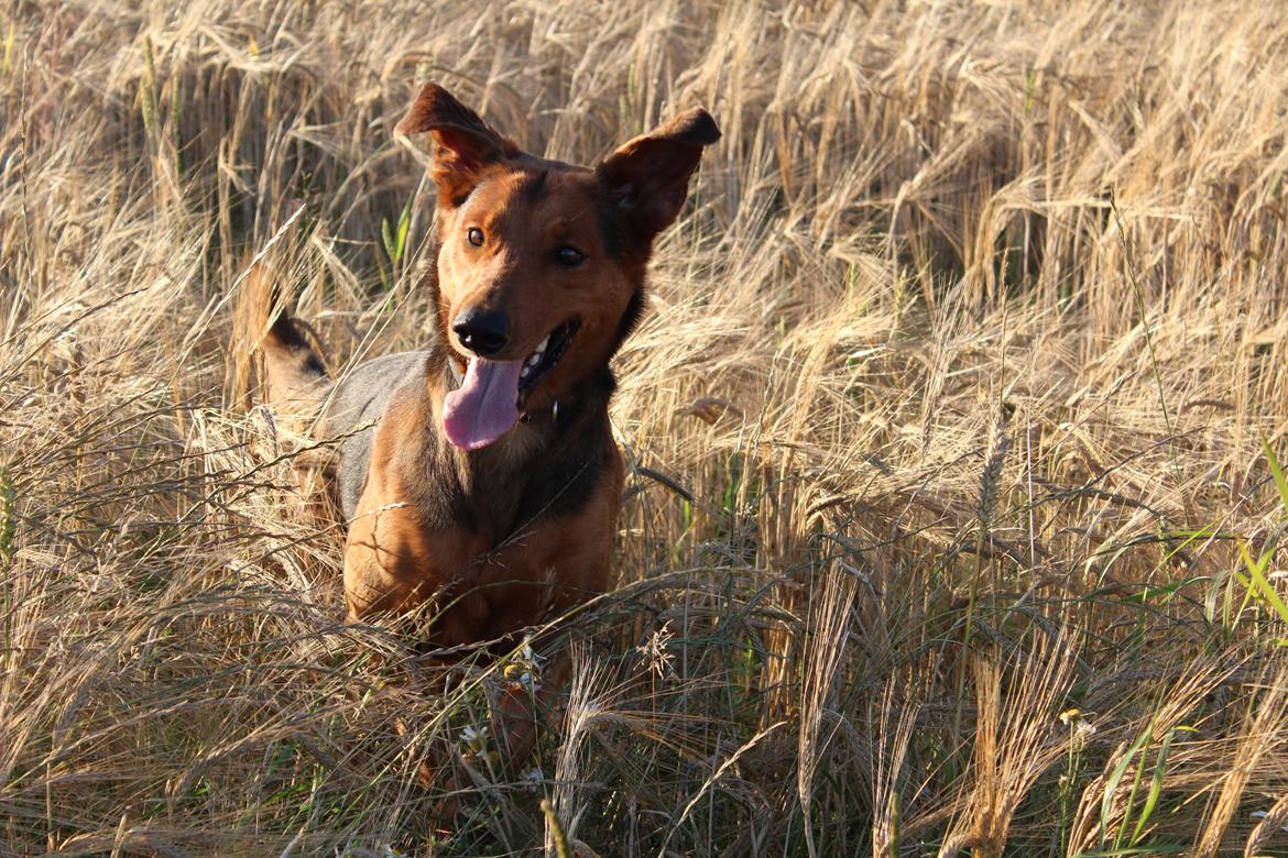 Blanding af racer | Bisse billede 5