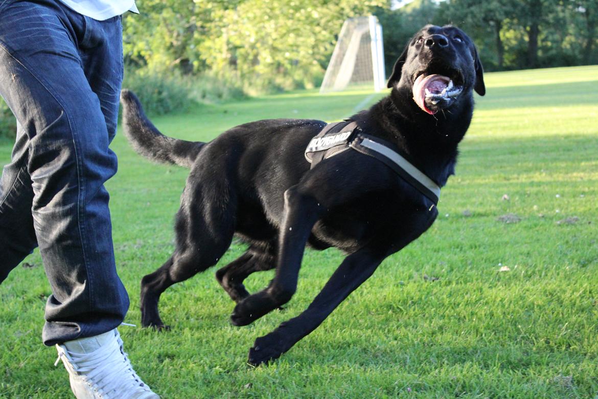 Blanding af racer | Buster billede 5