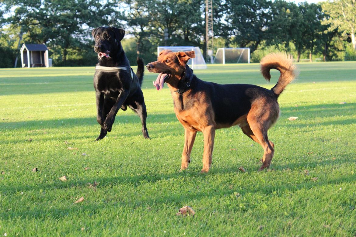 Blanding af racer | Bisse billede 6