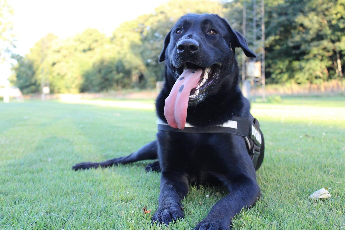 Blanding af racer | Buster billede 8