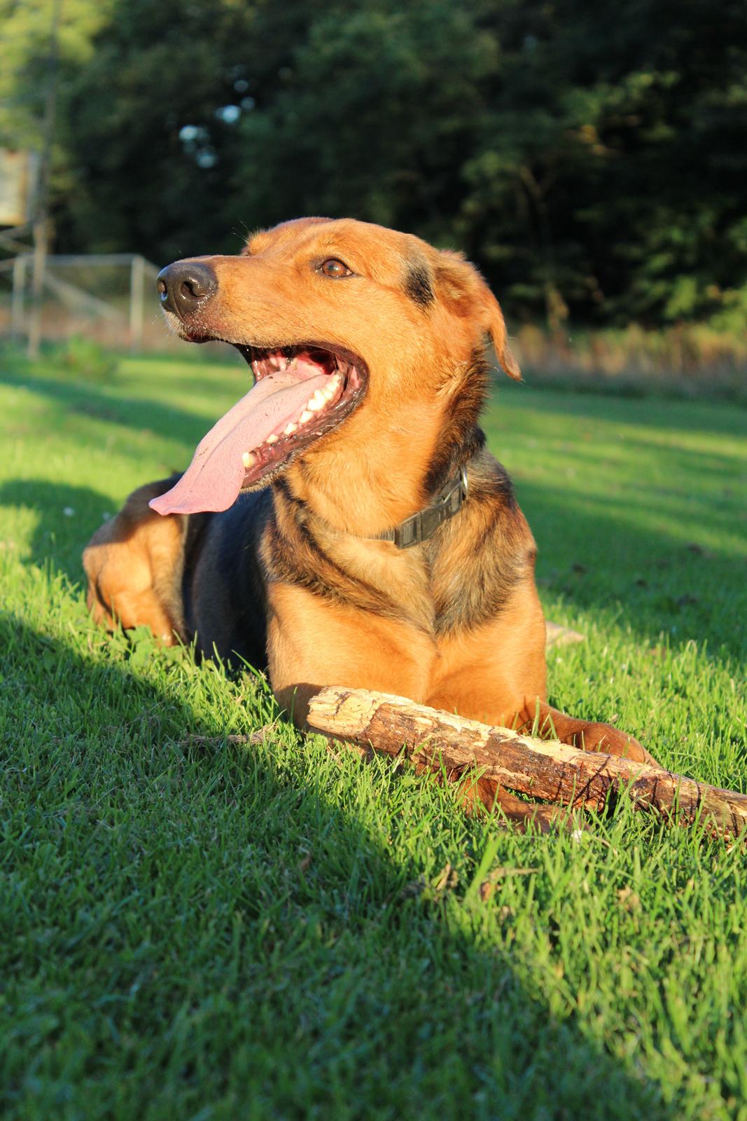 Blanding af racer | Bisse billede 8