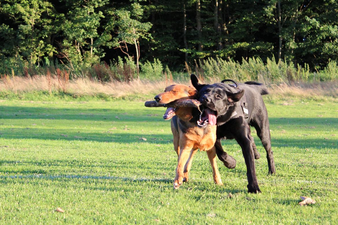 Blanding af racer | Buster billede 6