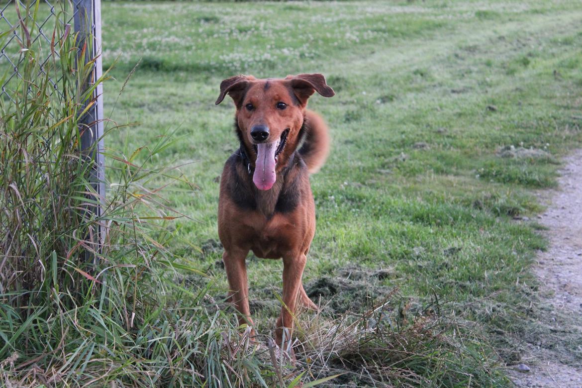 Blanding af racer | Bisse billede 7