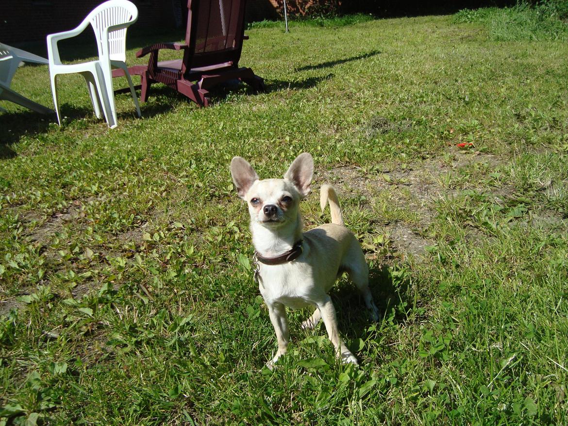 Chihuahua Kessler billede 13