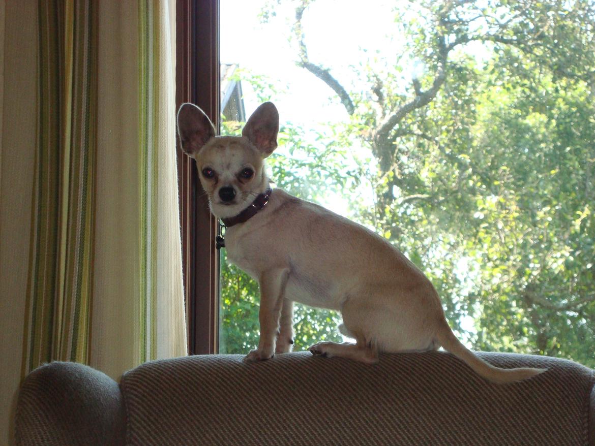Chihuahua Kessler billede 14