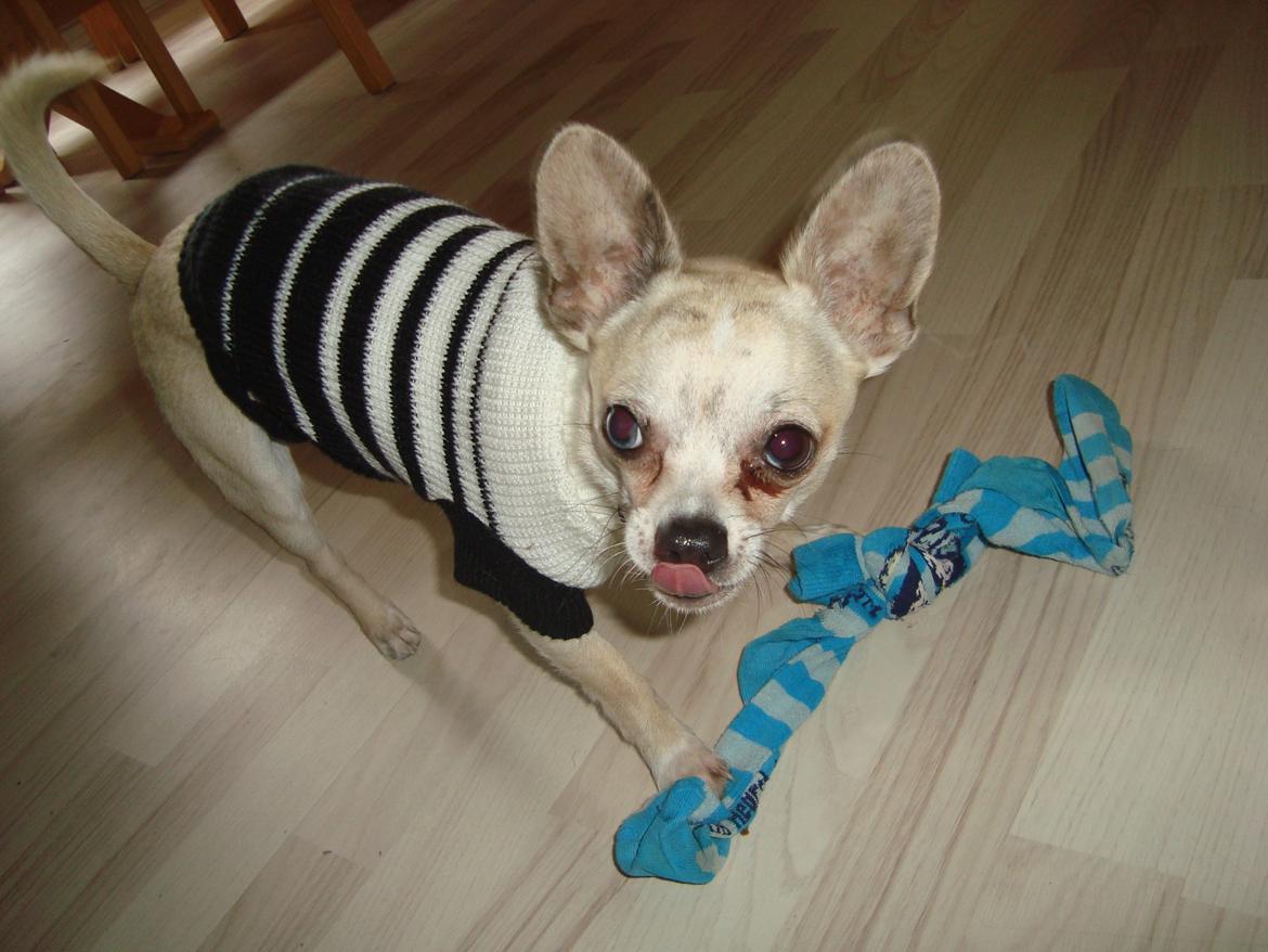 Chihuahua Kessler billede 15
