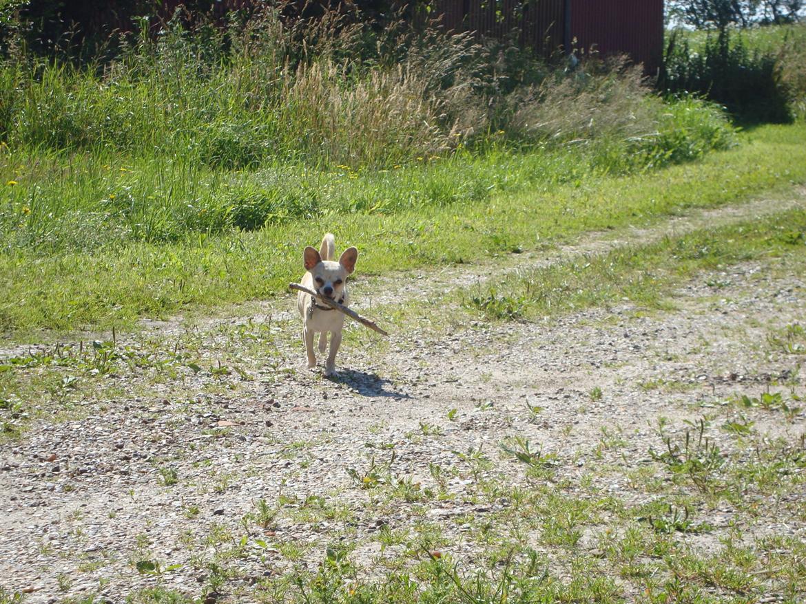 Chihuahua Kessler billede 16