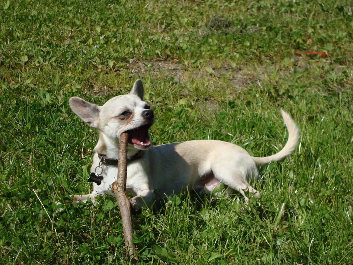 Chihuahua Kessler billede 17