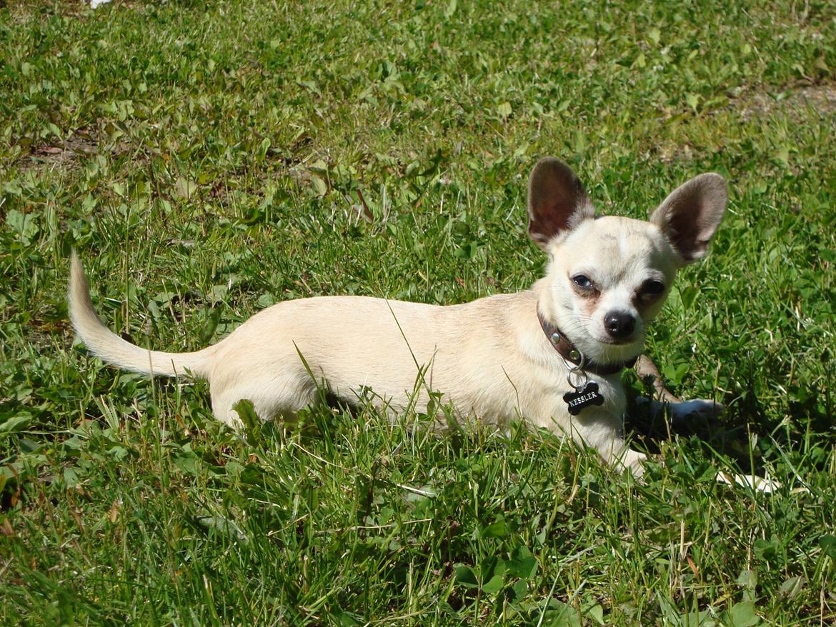 Chihuahua Kessler billede 18