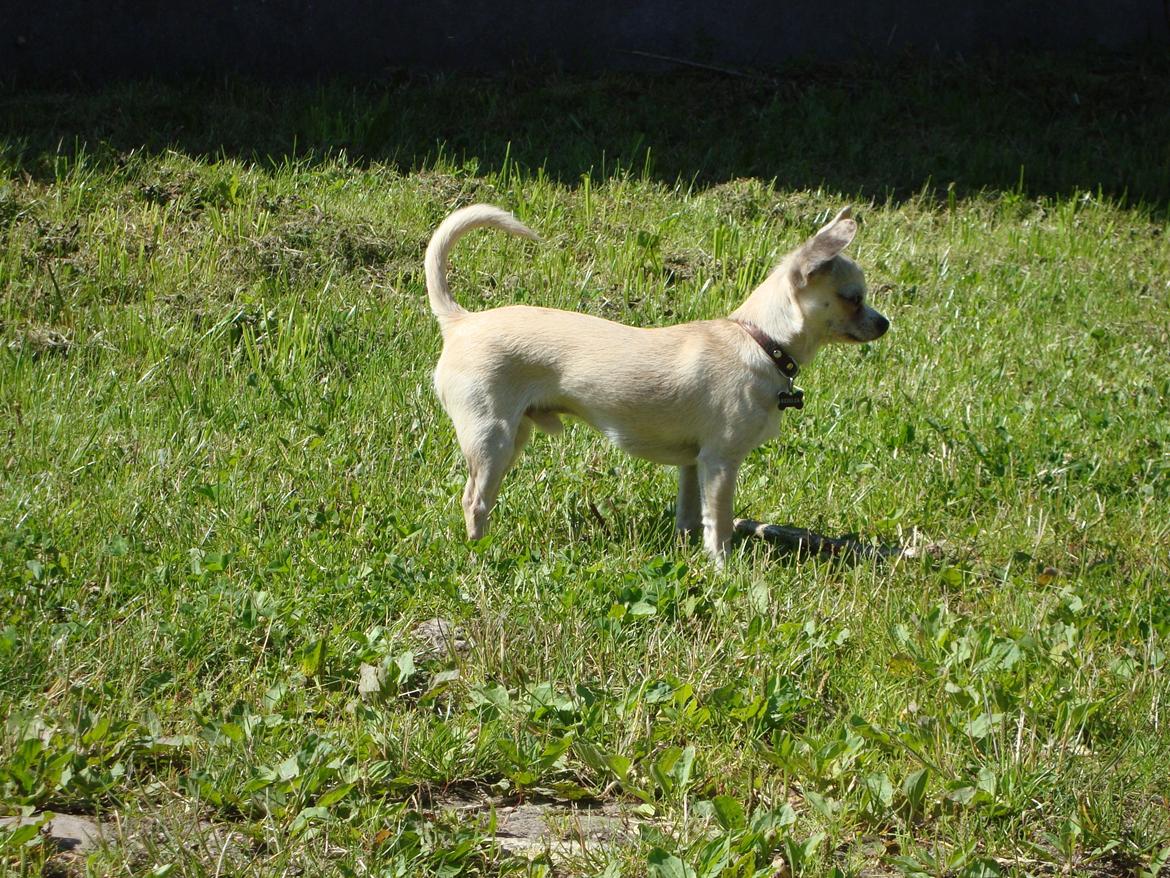 Chihuahua Kessler billede 19