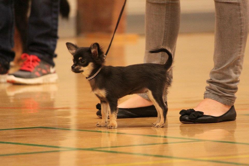 Chihuahua Licabi's Alba - Alba i Herlufmagle Hallen 16. juni 2012 billede 15