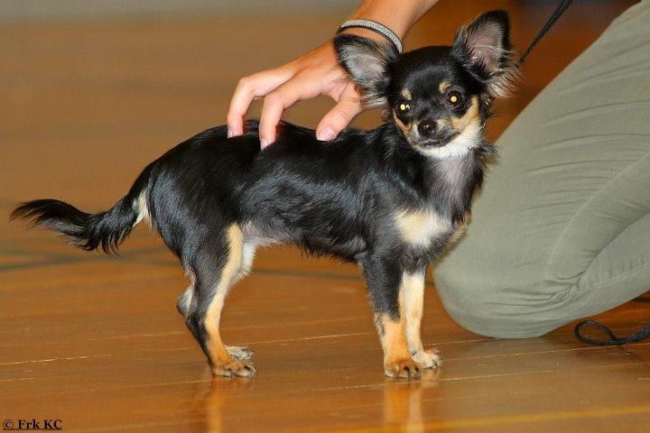 Chihuahua Licabi's Alba - Alba i Hedensted Centret 11. august 2012 1. præmie + SL. Mor er stolt billede 16