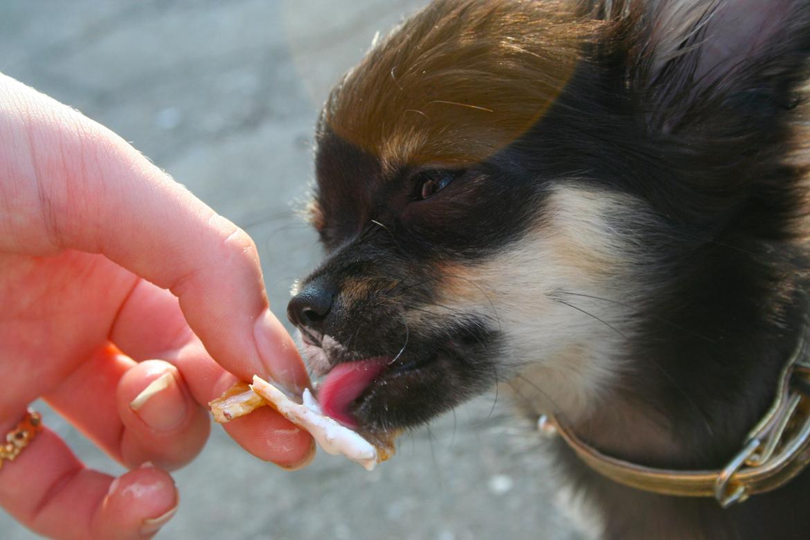 Chihuahua Licabi's Alba - Alba juni 2012 slikker lidt softice. billede 17