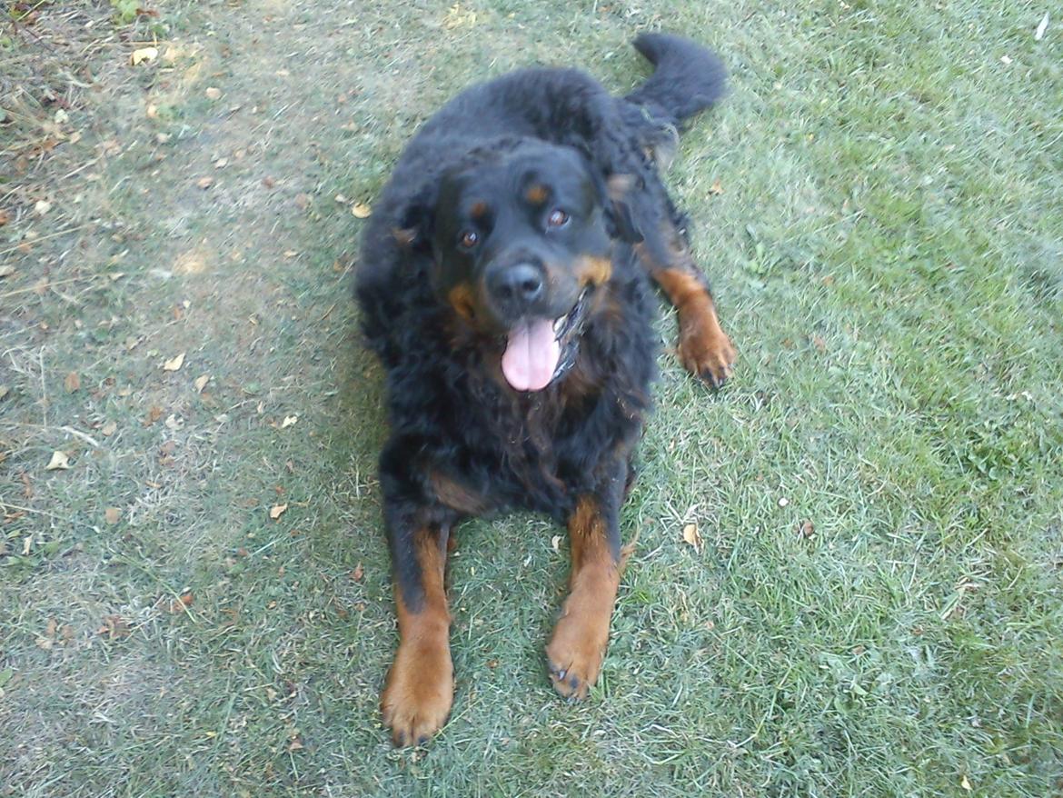 Rottweiler Daone billede 12