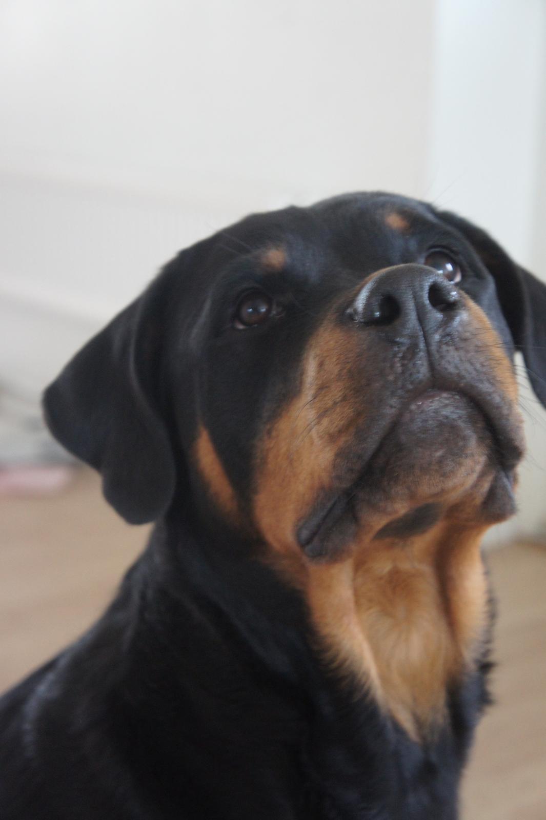 Rottweiler Enrica Vom Hause Desteny - Rica 7 mdr. billede 14