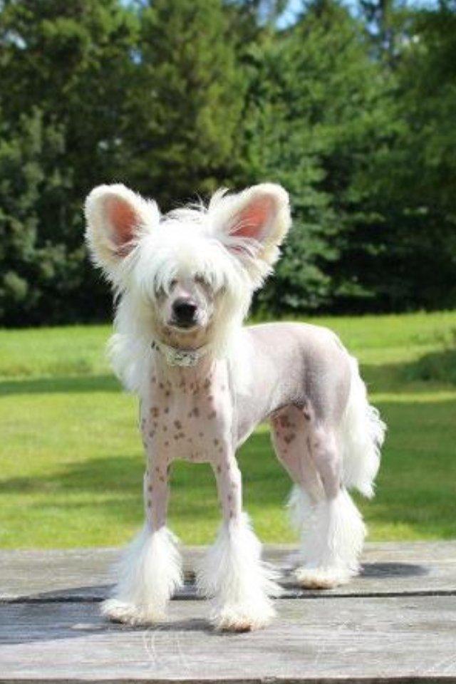 Chinese crested hårløs *GARBO* - 5 mdr billede 8