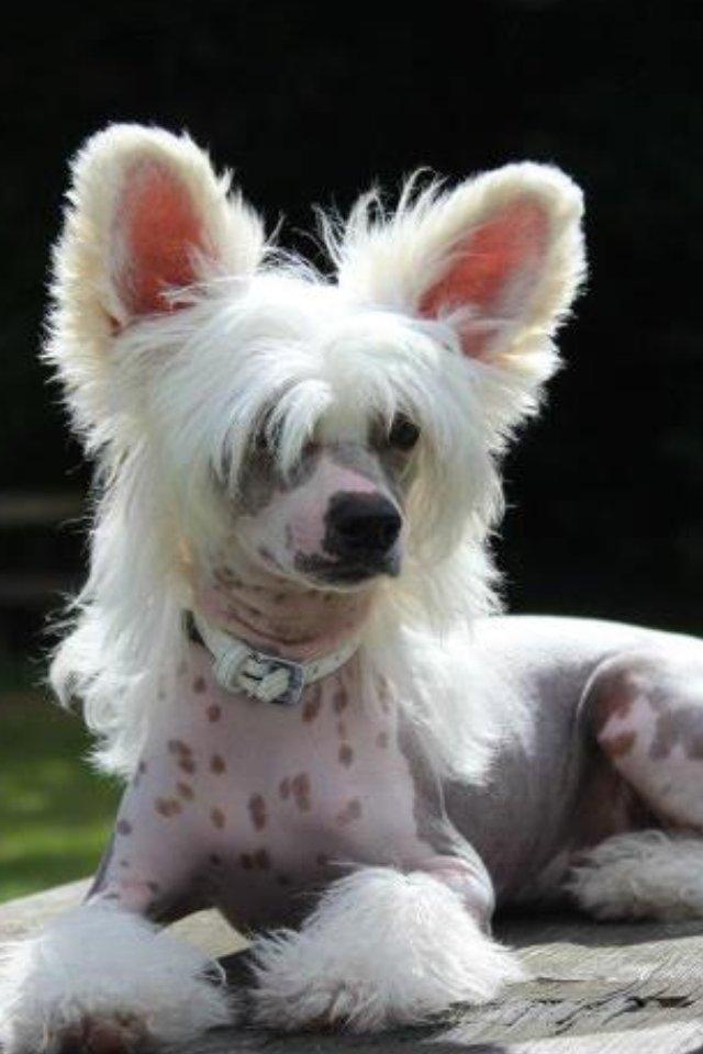 Chinese crested hårløs *GARBO* - 5 mdr billede 9