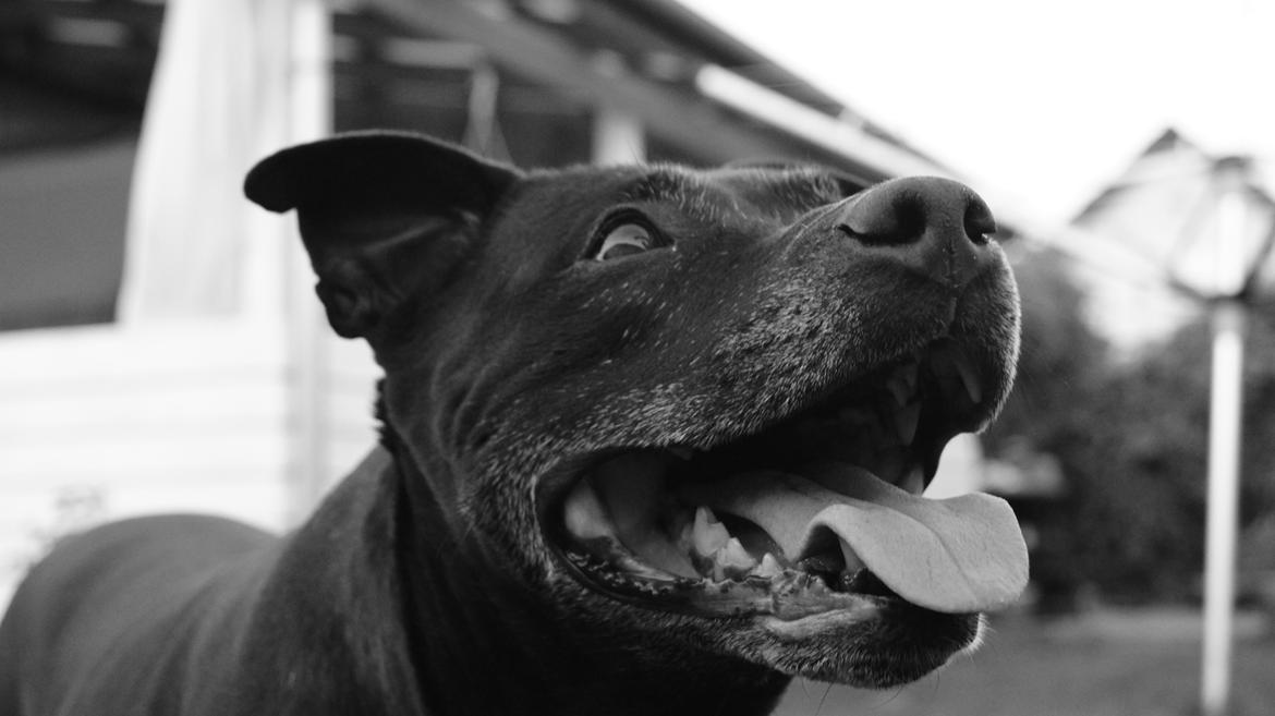 Amerikansk staffordshire terrier zenta billede 1