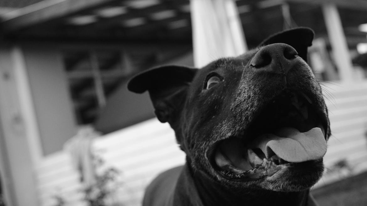 Amerikansk staffordshire terrier zenta billede 7