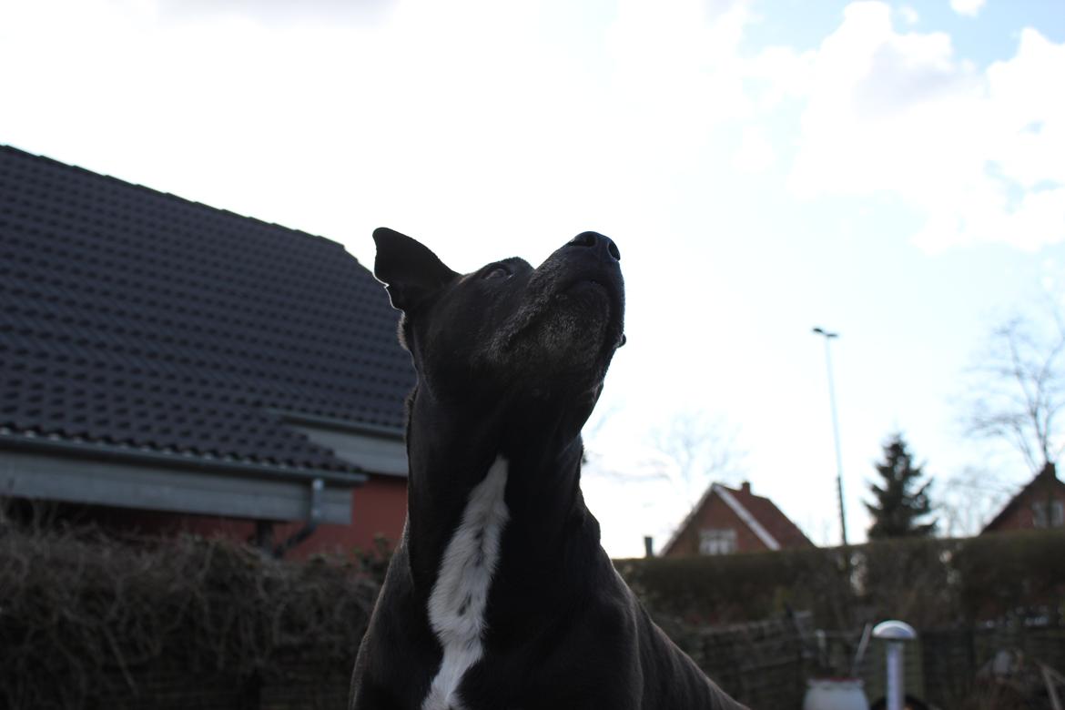 Amerikansk staffordshire terrier zenta billede 8