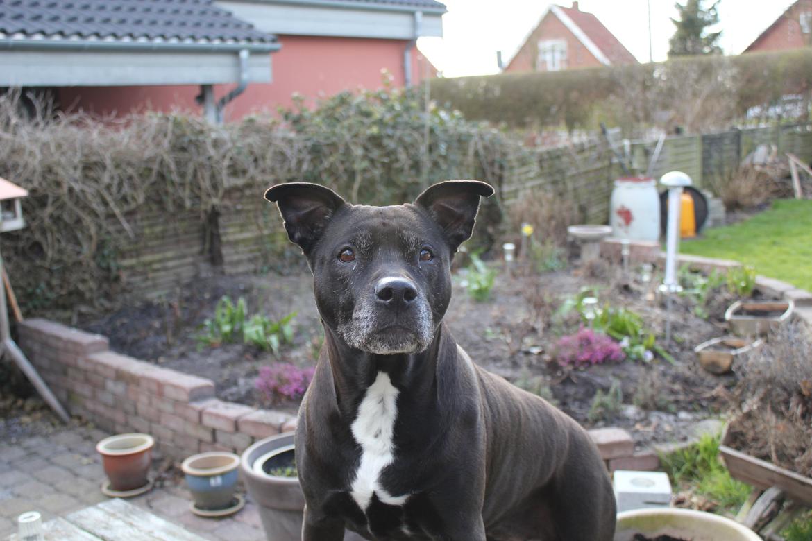 Amerikansk staffordshire terrier zenta billede 9