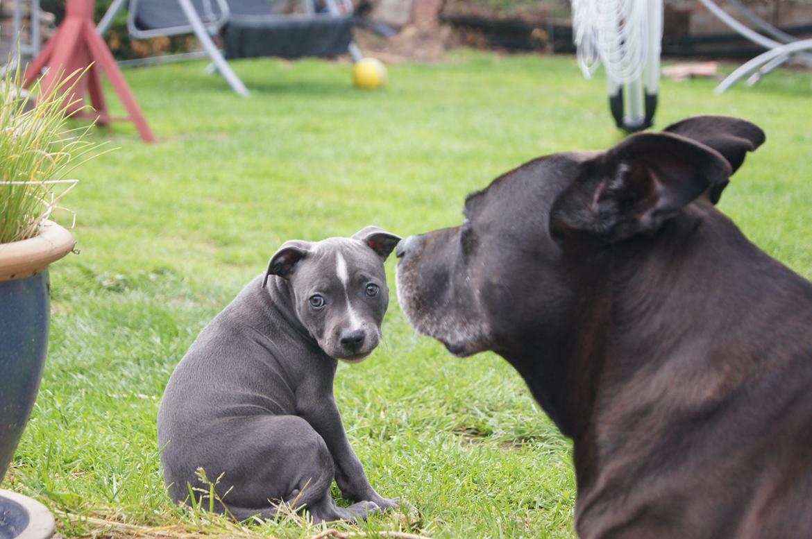 Amerikansk staffordshire terrier zenta billede 10