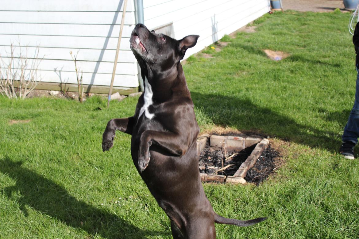 Amerikansk staffordshire terrier zenta billede 11