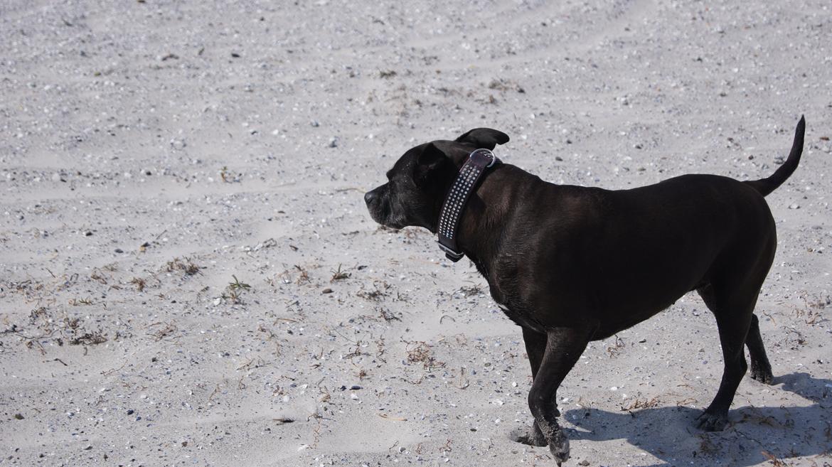 Amerikansk staffordshire terrier zenta billede 12