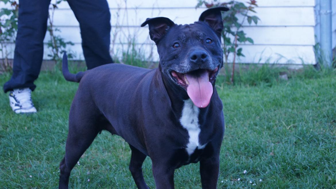 Amerikansk staffordshire terrier zenta billede 13