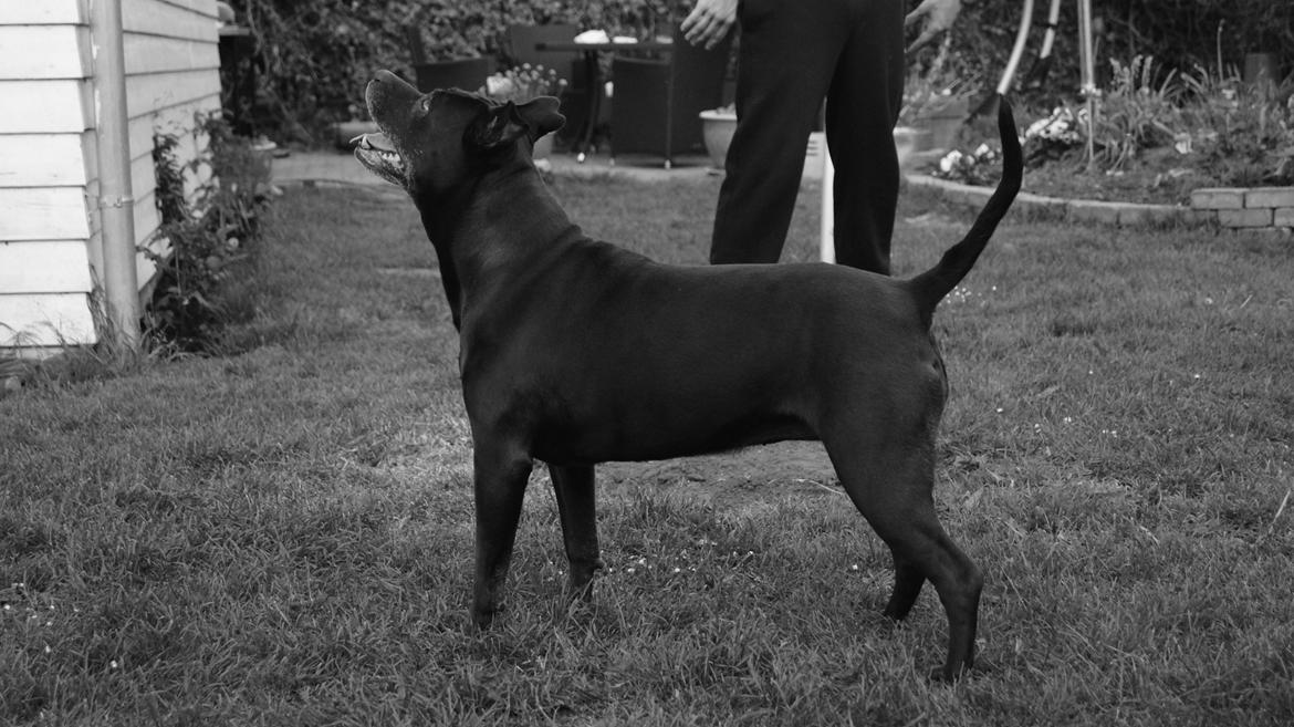 Amerikansk staffordshire terrier zenta billede 14