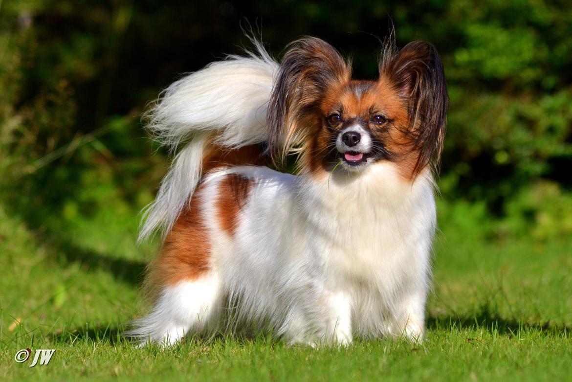 Papillon Toymakers Milla Vanilla billede 1