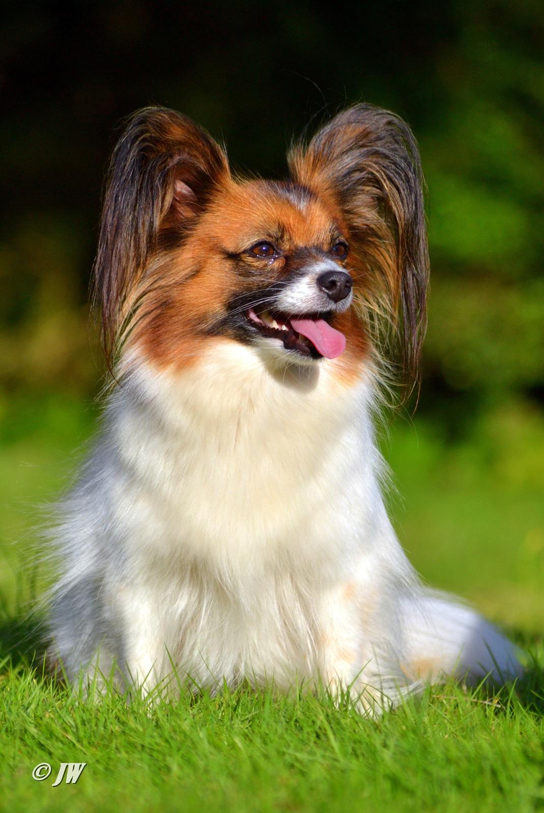 Papillon Toymakers Milla Vanilla billede 2