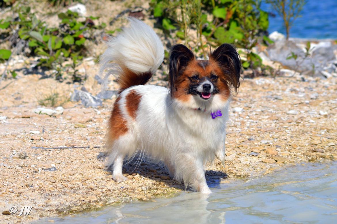 Papillon Toymakers Milla Vanilla billede 3