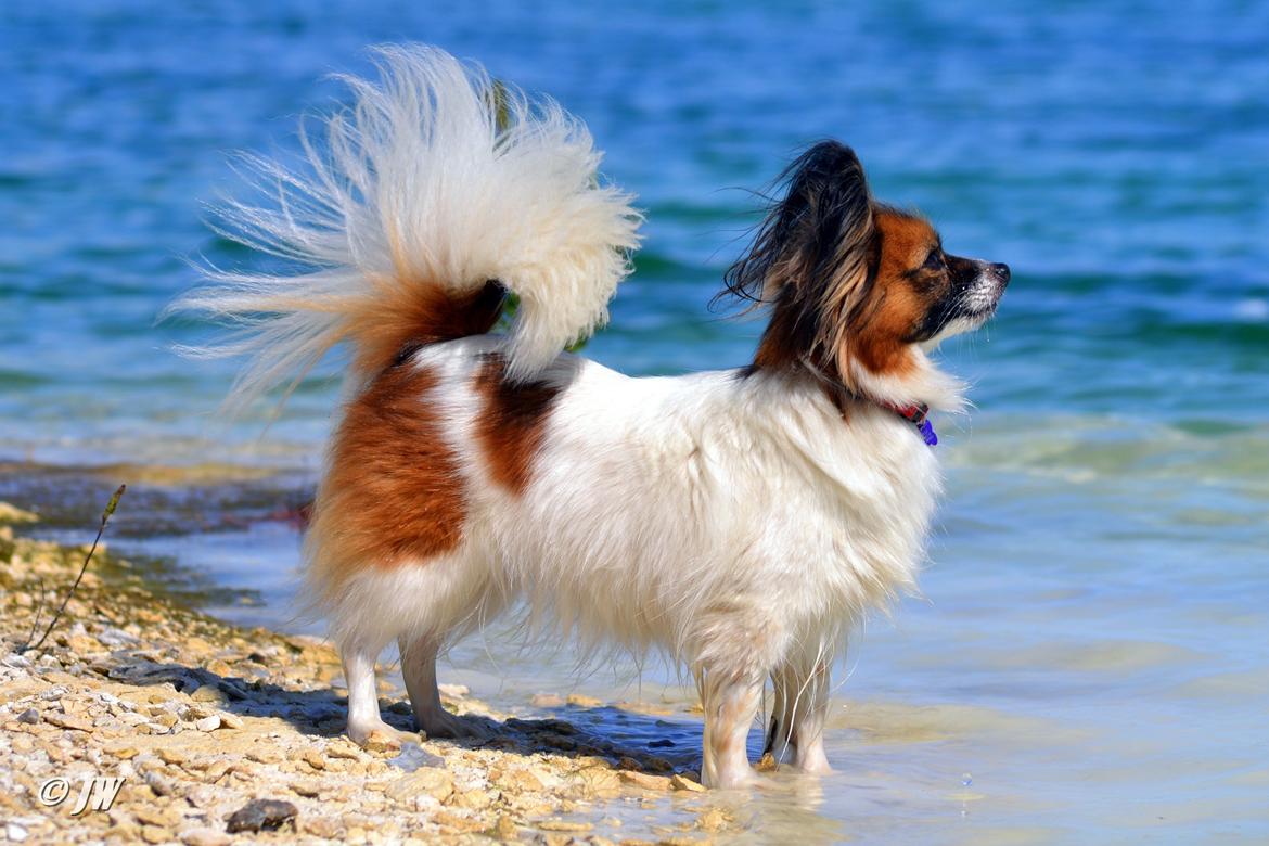 Papillon Toymakers Milla Vanilla billede 4