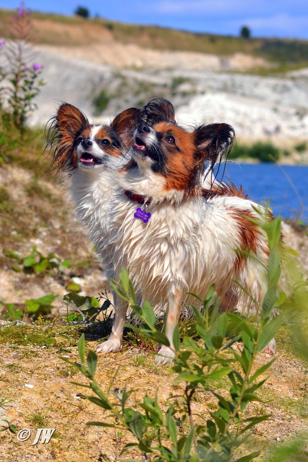 Papillon Toymakers Milla Vanilla billede 5