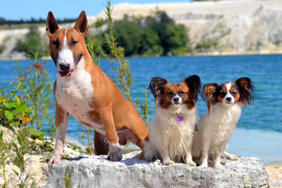 Papillon Toymakers Milla Vanilla billede 6