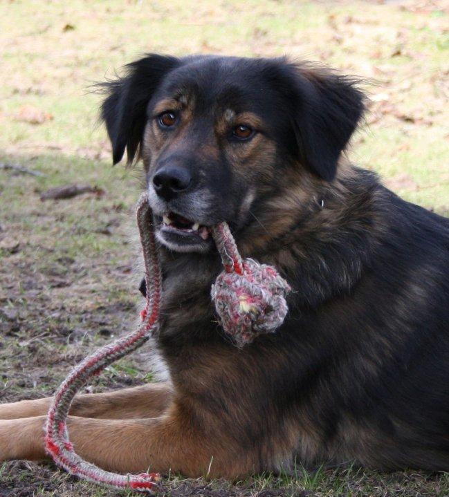 Blanding af racer Freja - 5 år gammel og ligner stadigvæk en hvalpet hund ;o) billede 1